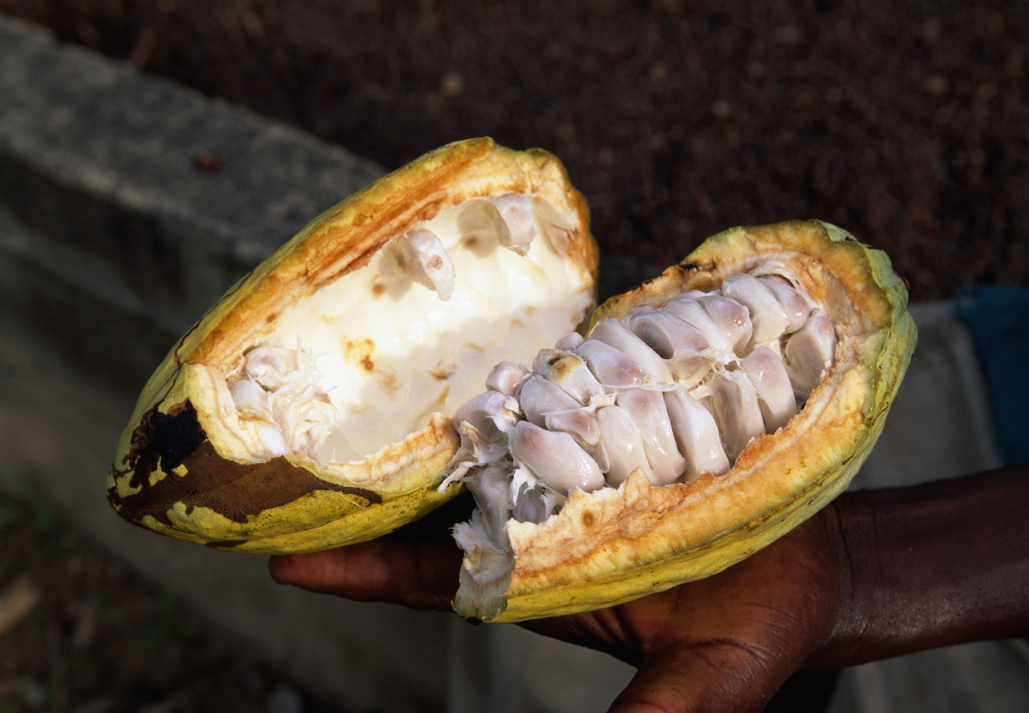 Fruit from a cacao tree