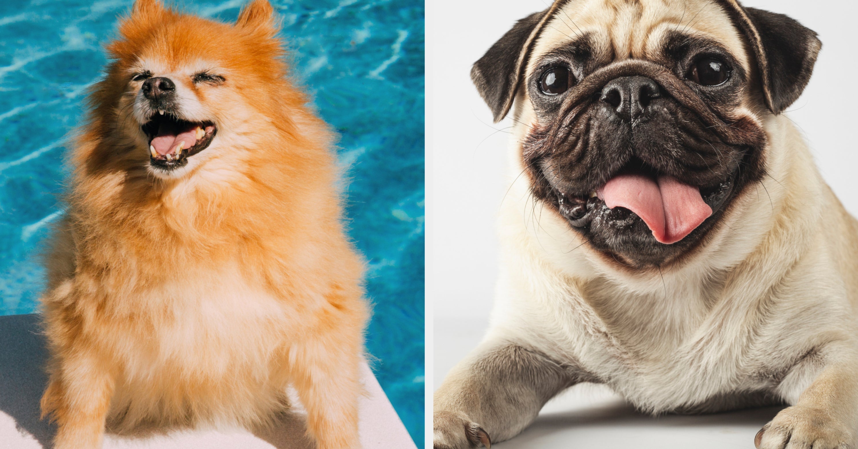 Choose Some Dogs And I'll Describe You In Just One Word