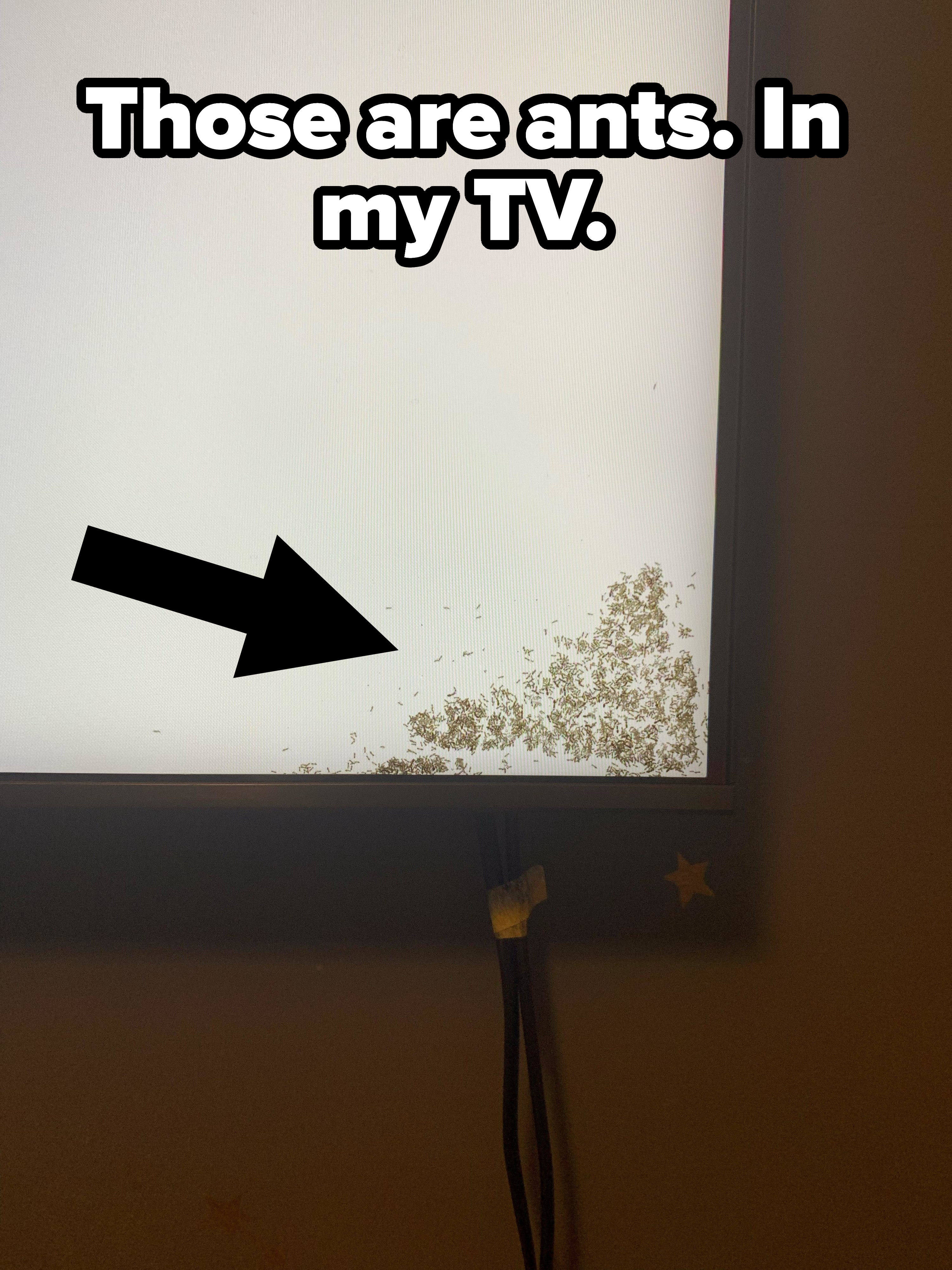 Arrow pointing to ants inside a TV screen