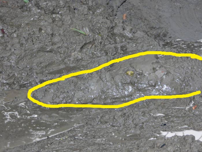 line drawn over the mud to show the outline of the body