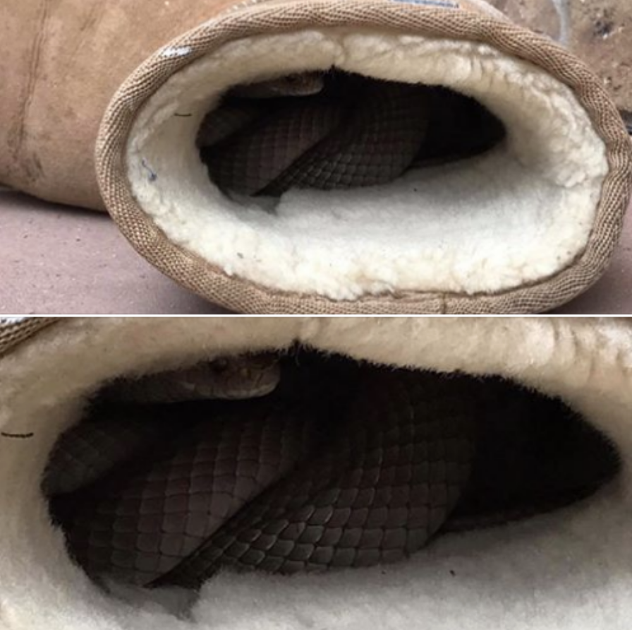 snake in a pair of boots