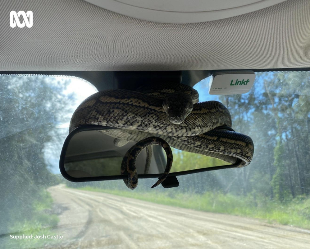 snake coiled around the rearview mirror
