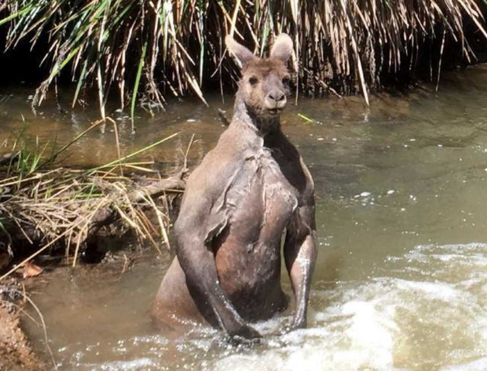 buff kangaroo standing in the water