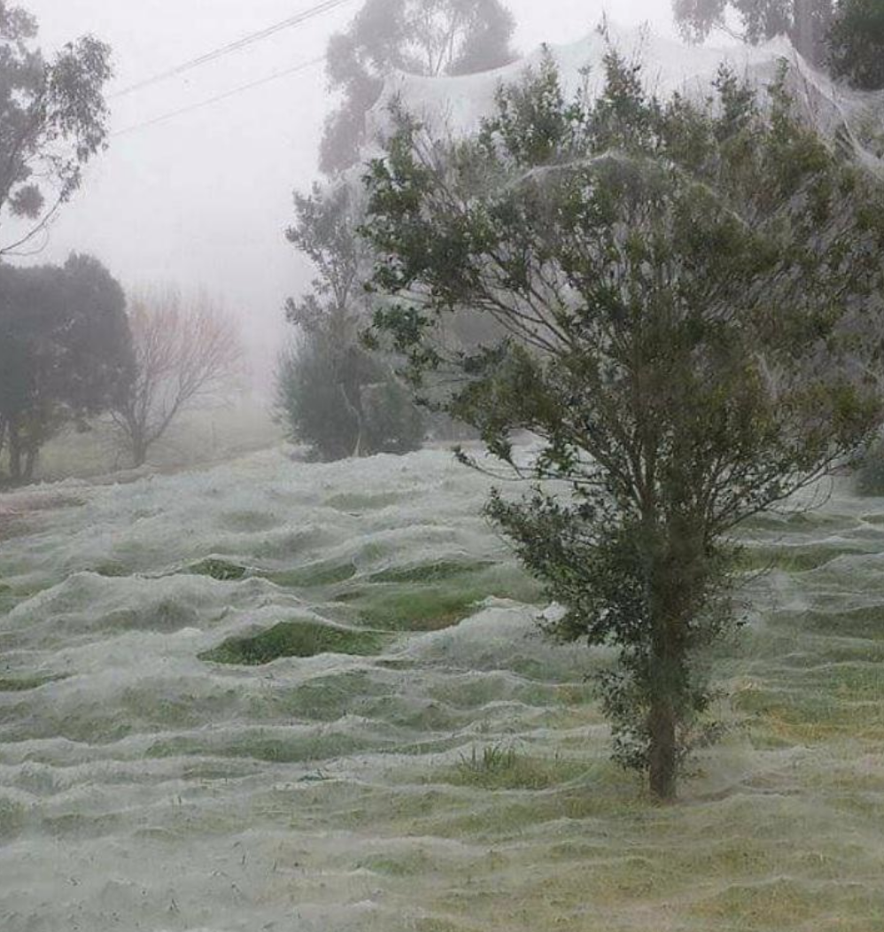 spider webs covering the entire ground and tree tops