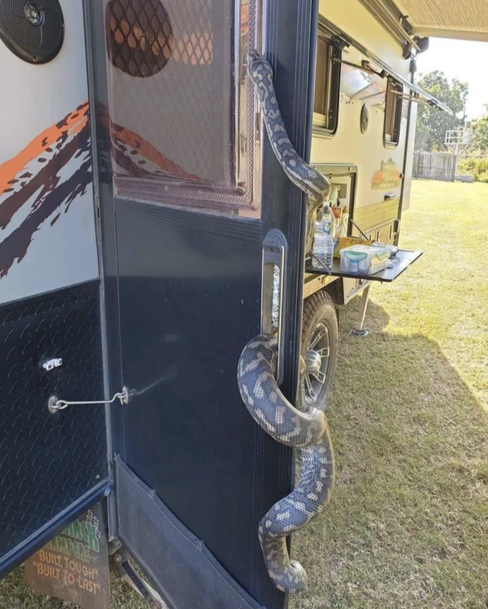 long snake coiled around the front door of the RV