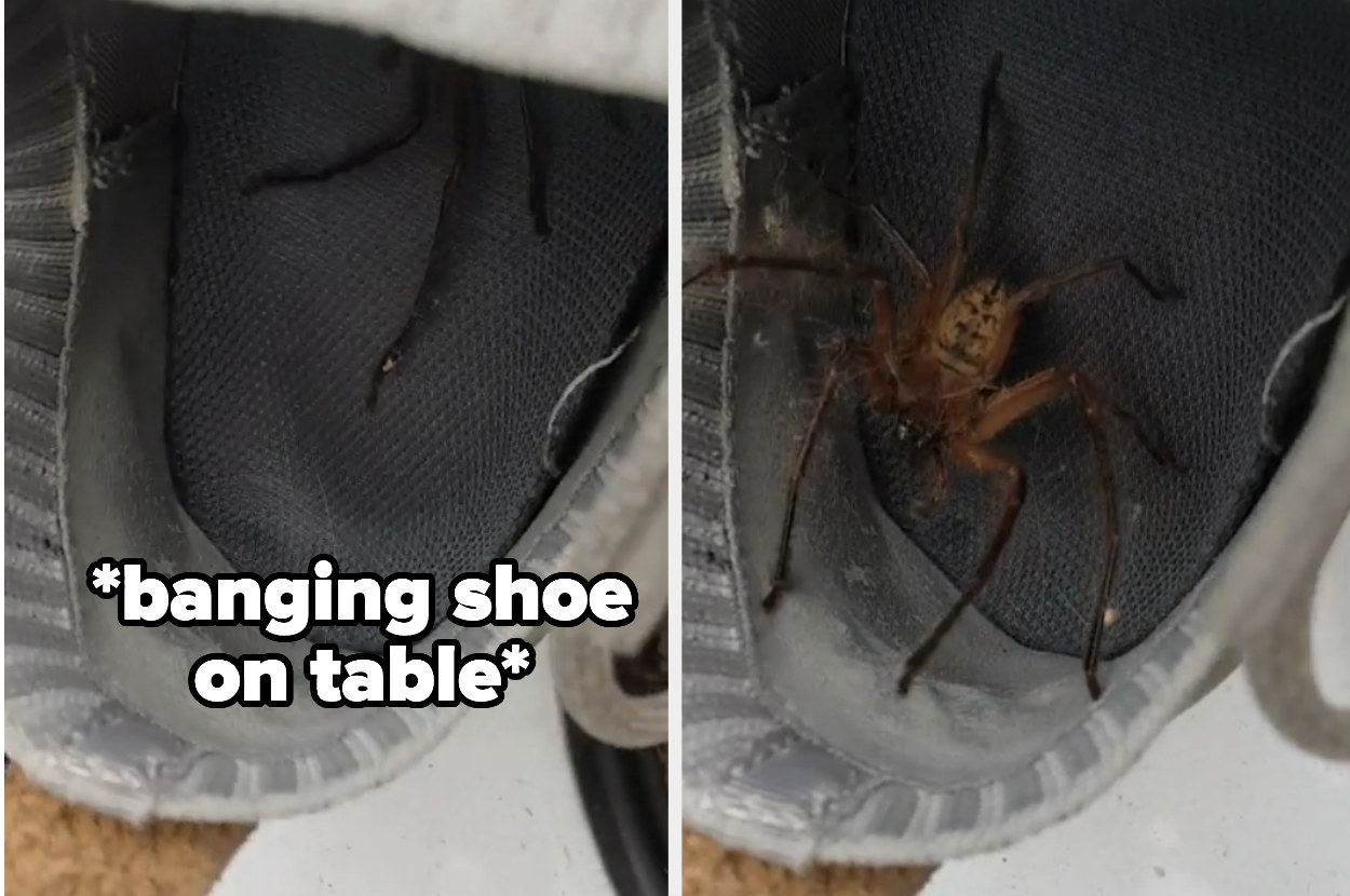 large spider in a shoe