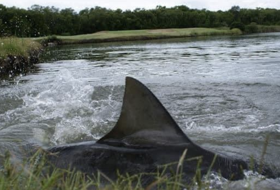 56 Terrifying Photos Of Australian Creatures - 30