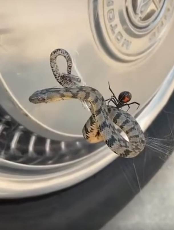 snake trapped in a spider web