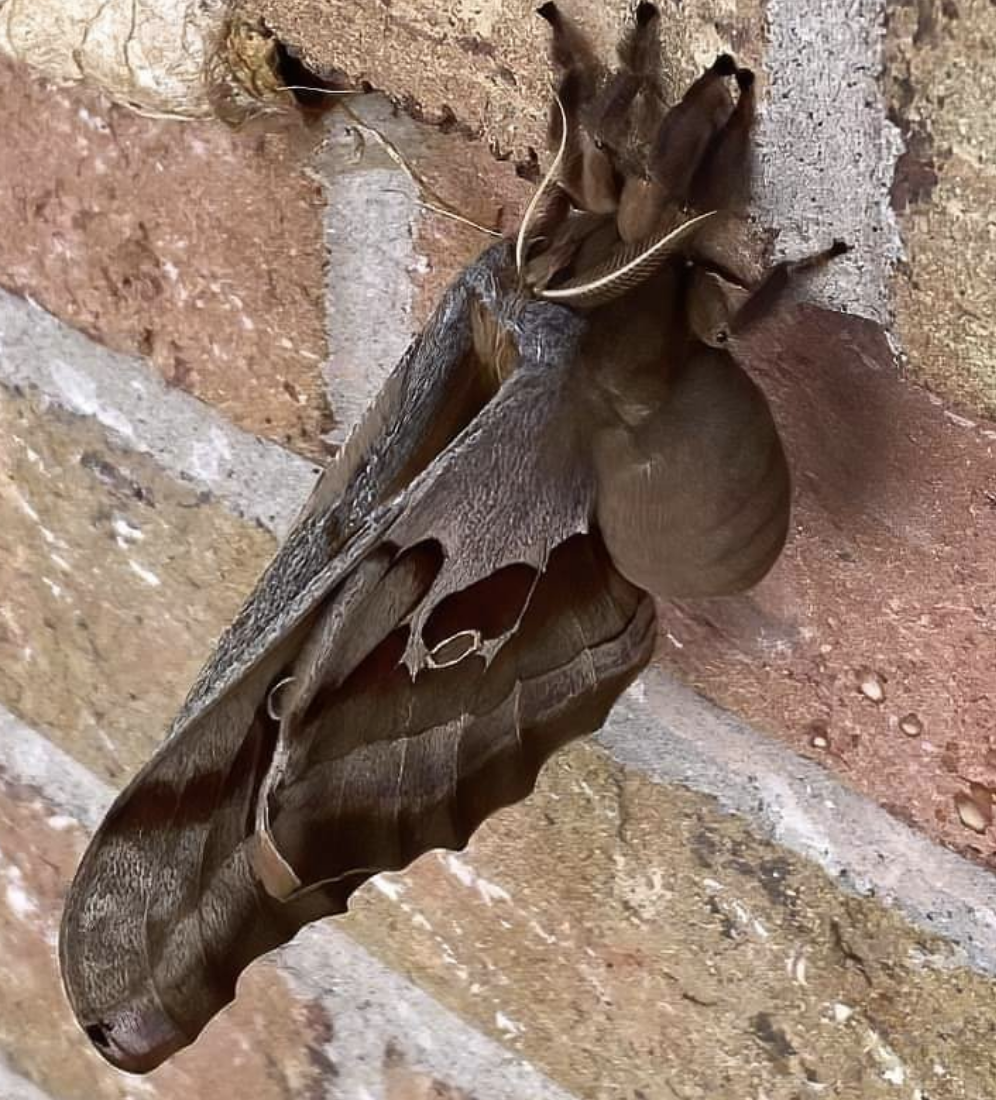 spider that looks like a bat
