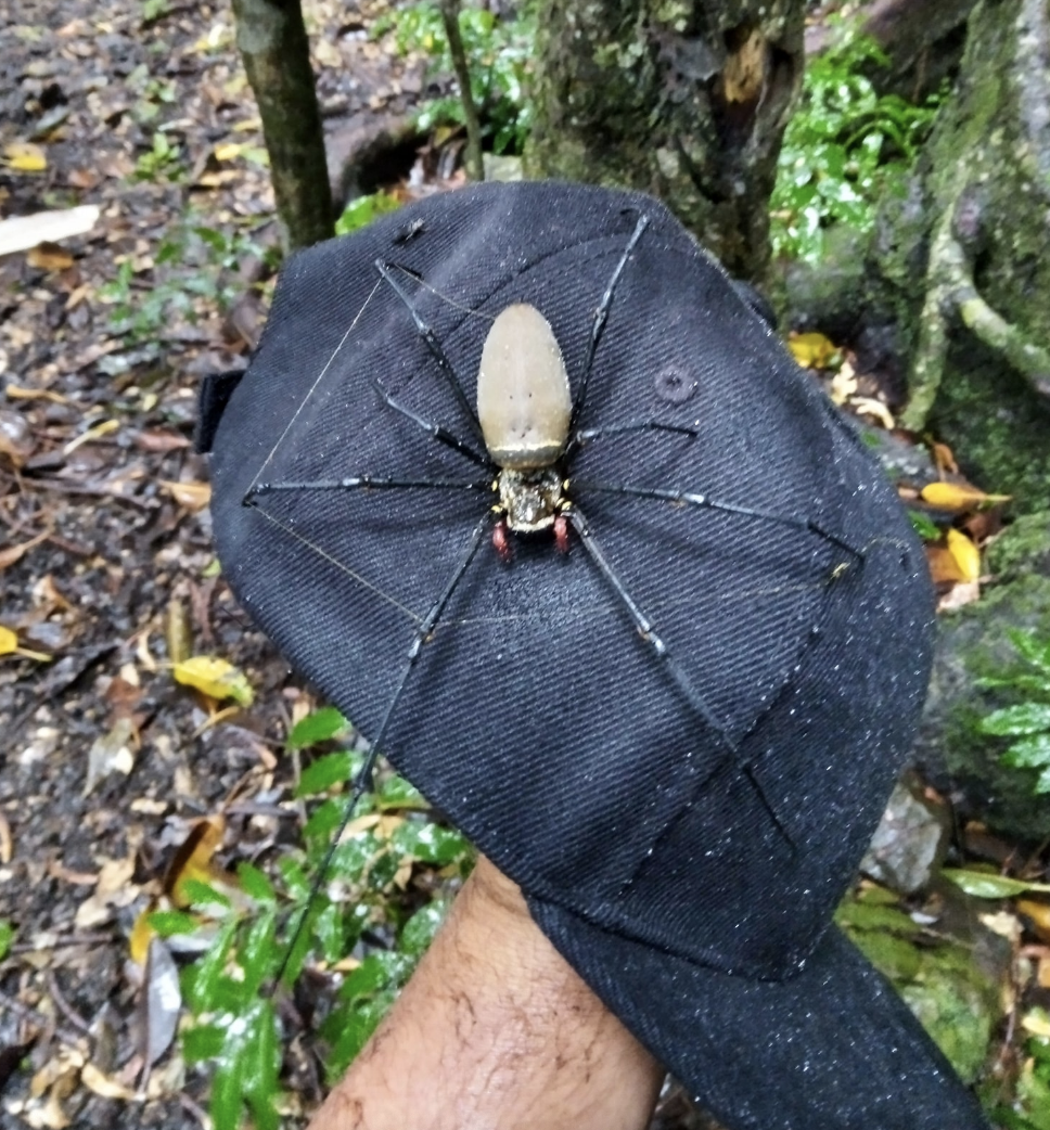 huge spider covering a baseball hat
