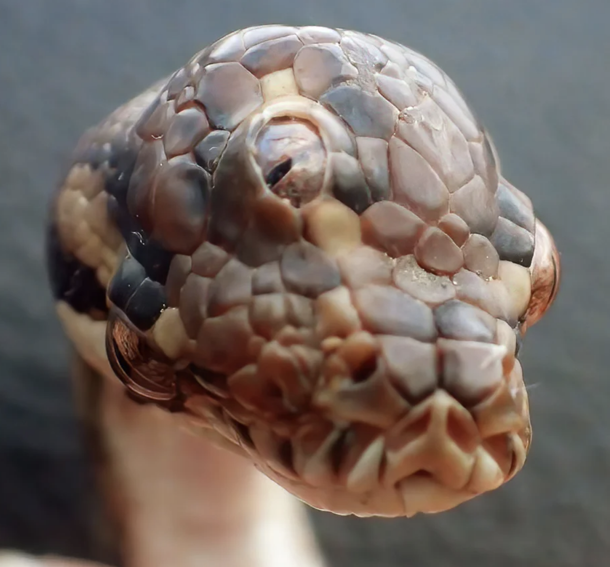 closeup of the snake with 3 eyes