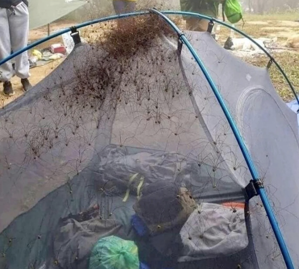 a pile of spiders on top of a tent