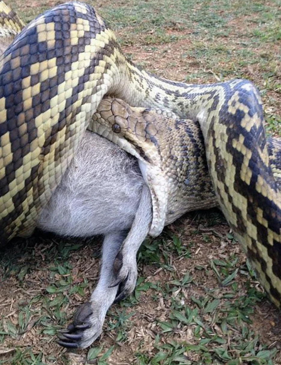 huge snake swallowing a wallaby