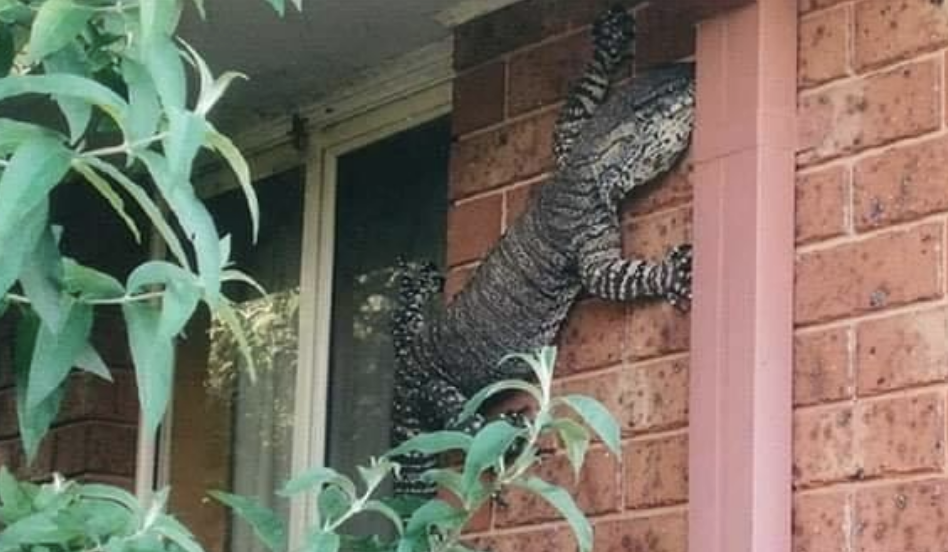 large lizard scaling a wall