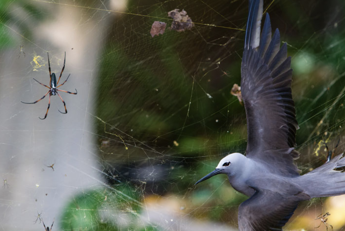 bird stuck in a spider web