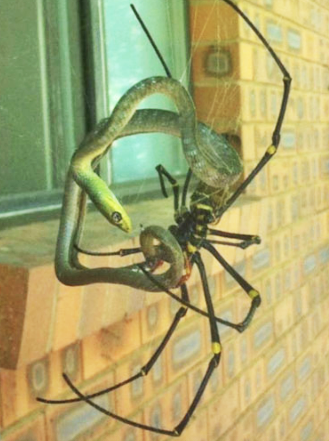 smaller snake trapped in a large spider