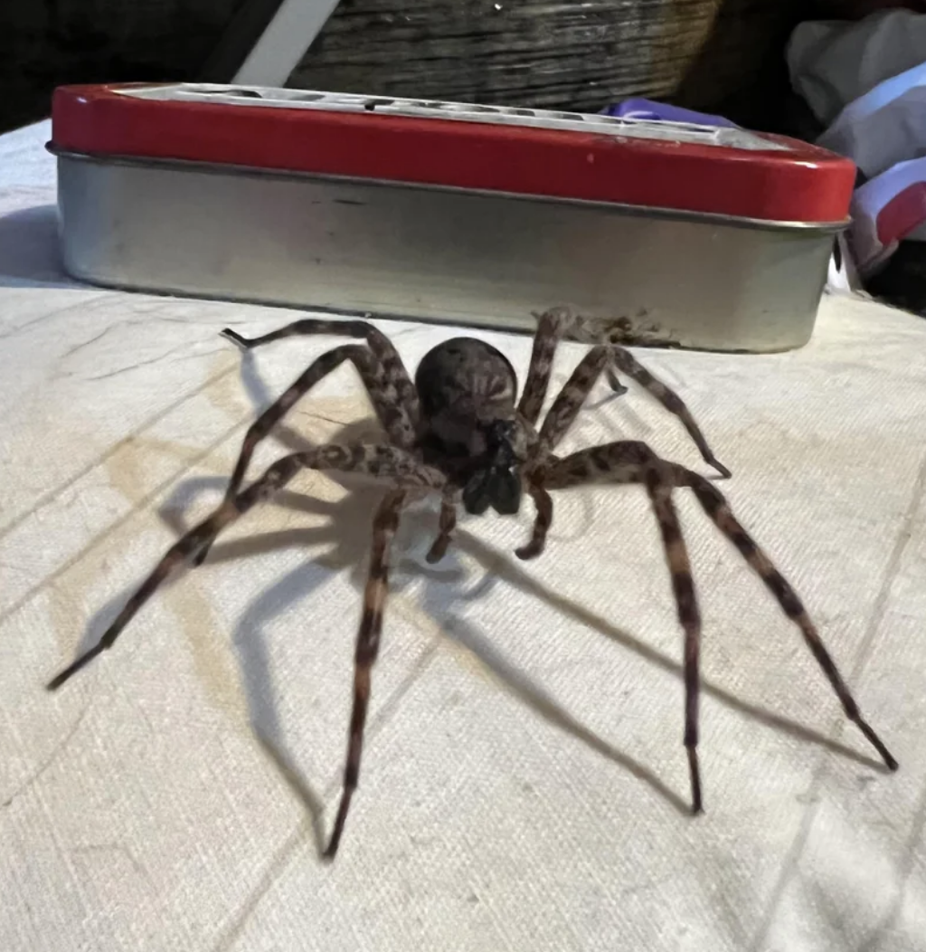 large spider