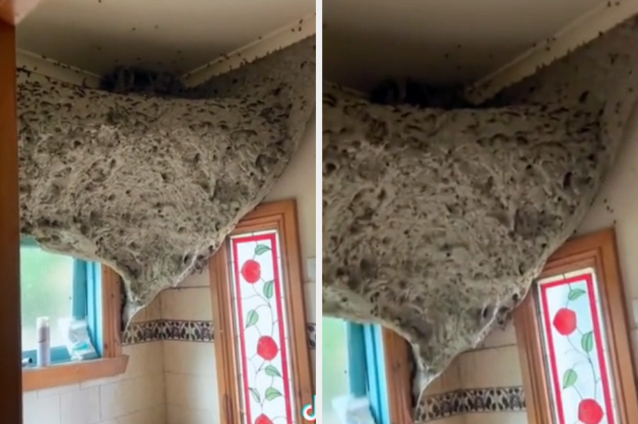 bees nest covering an entire corner of a bathroom
