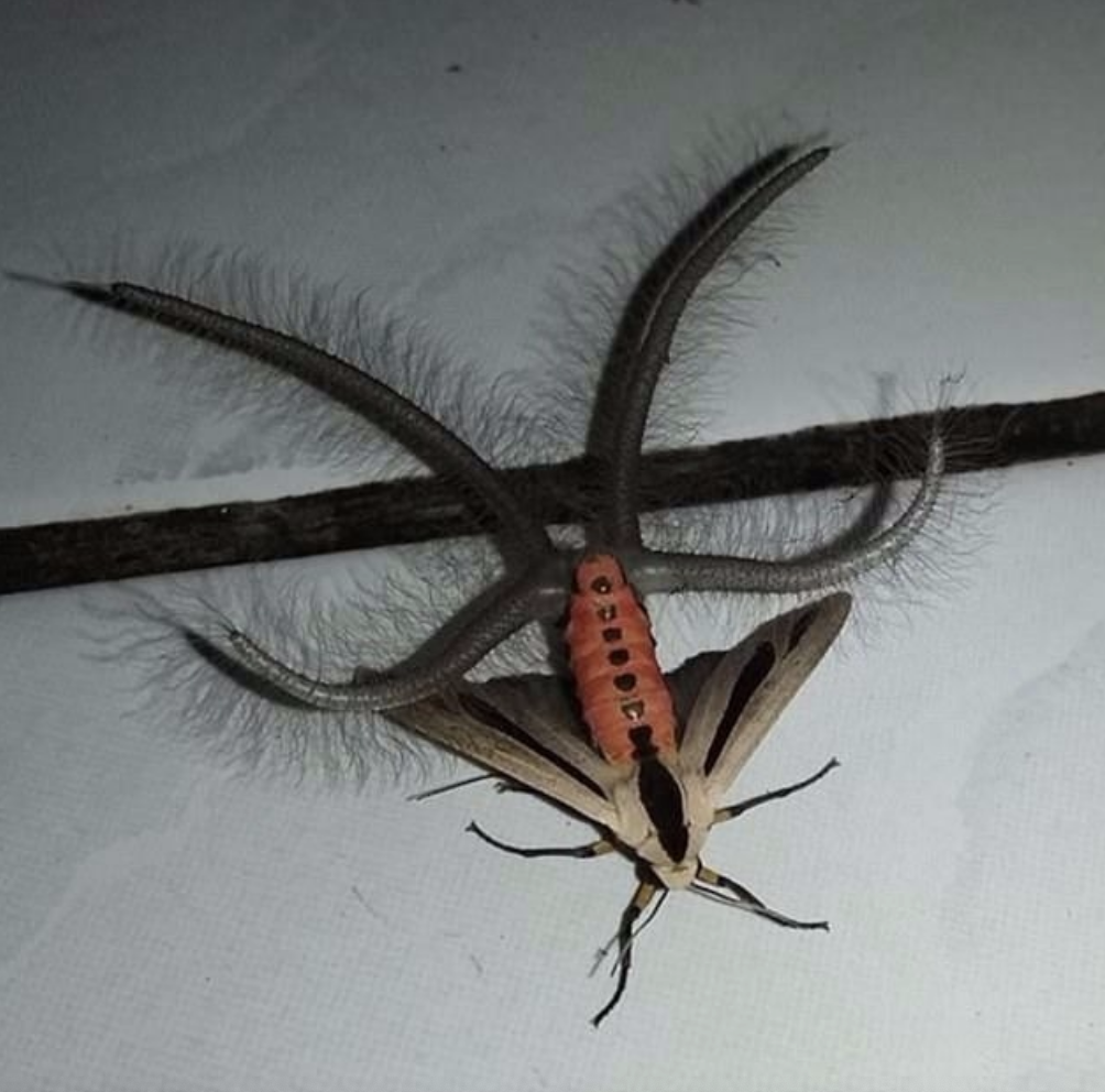 large moth with four hair legs