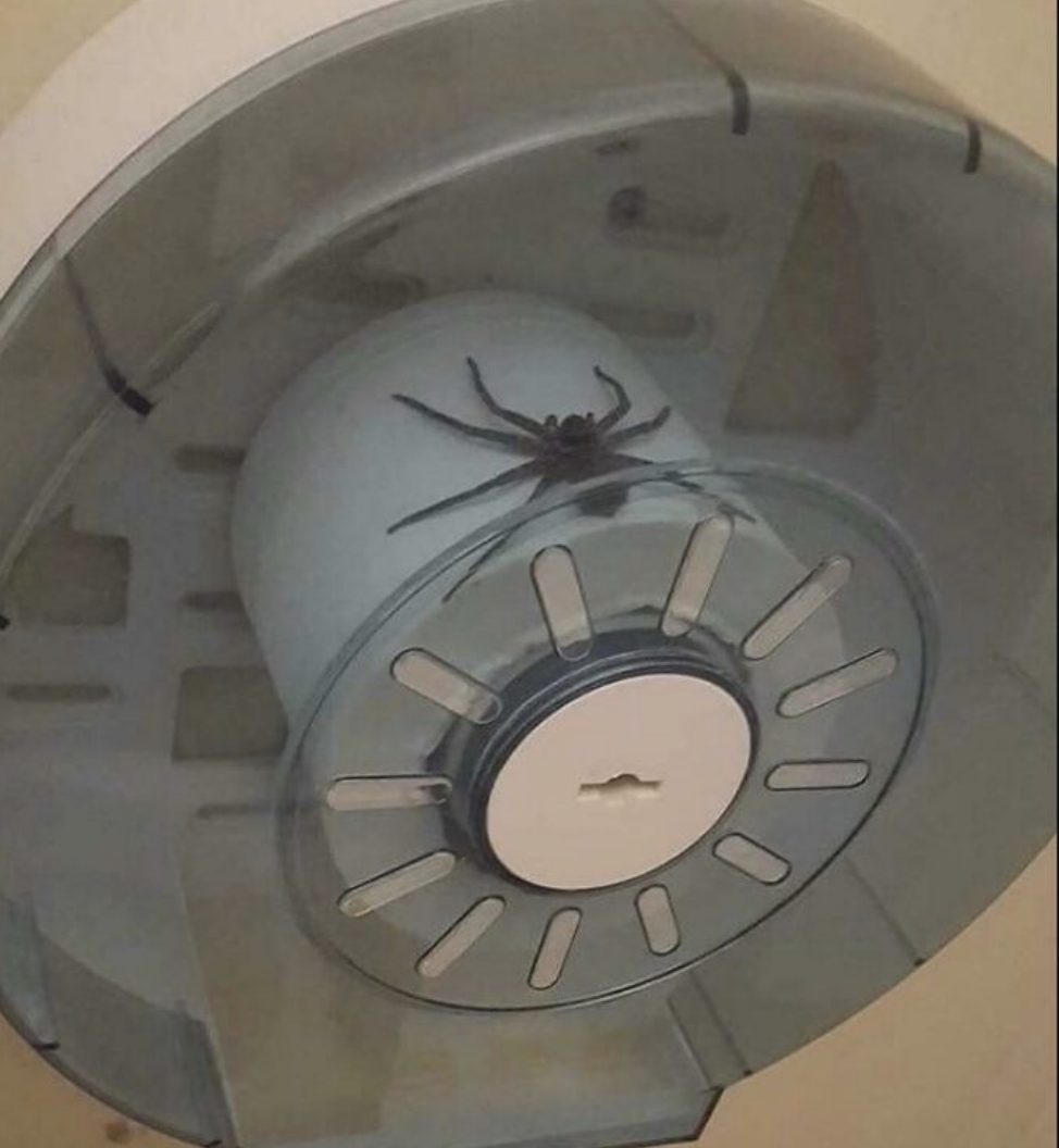 spider on a roll of toilet paper