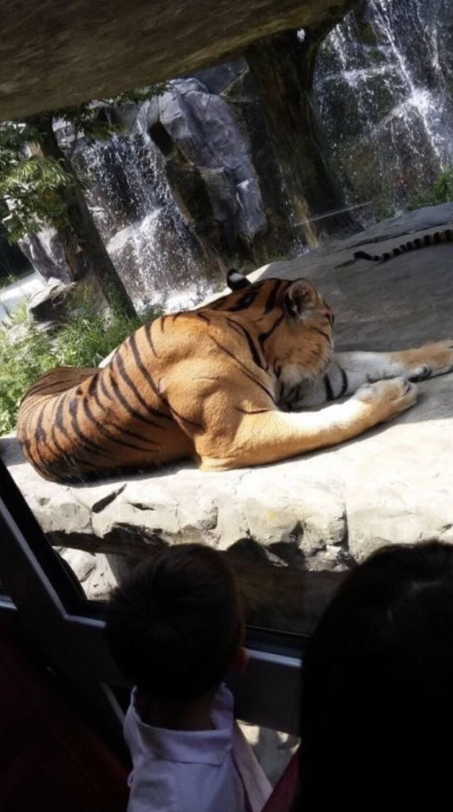 Tiger lying on its stomach at a zoo with very thick shoulder muscles
