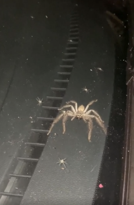 large spider with its babies