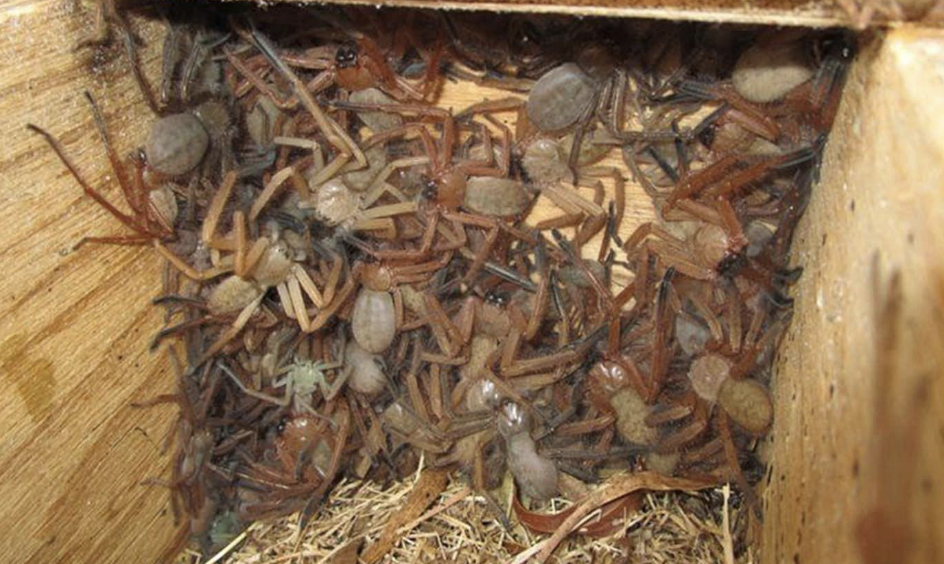 colony of spiders in a box