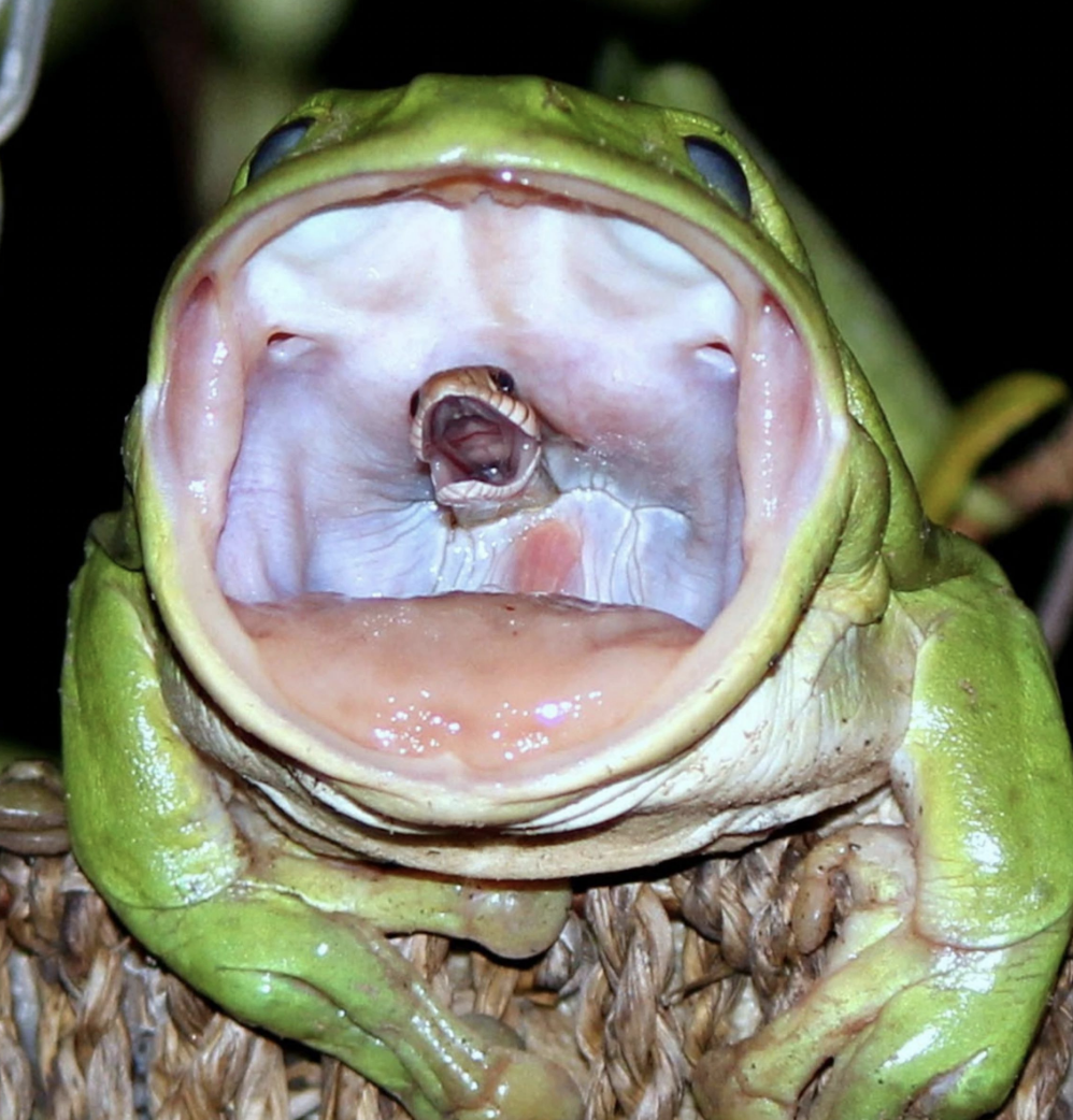 snake eating a frog