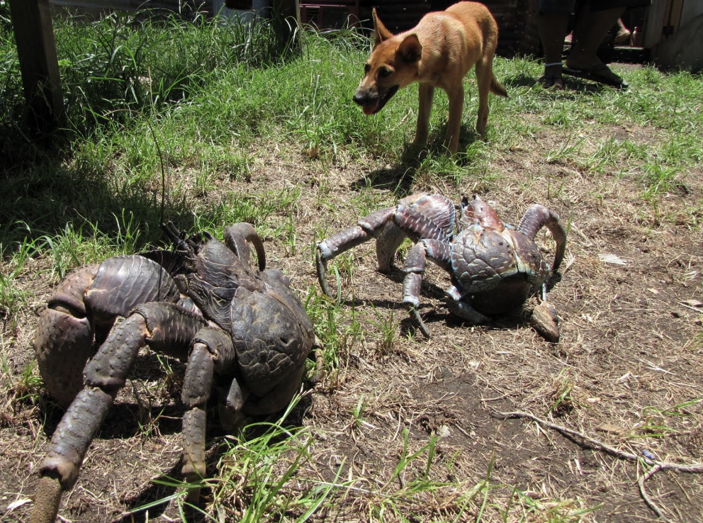 crabs outside that look bigger than the dog