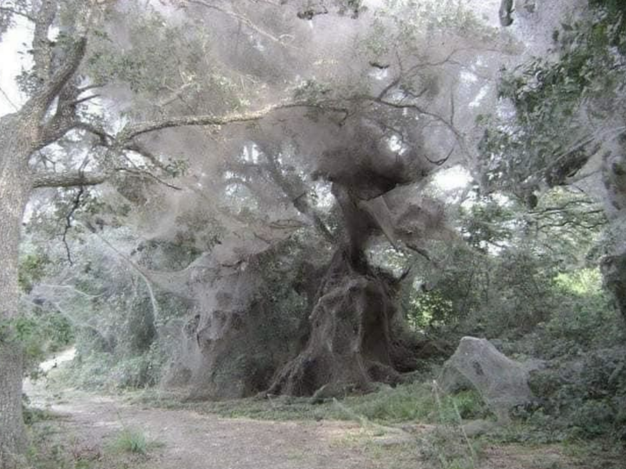 spider webs covering the entire forest