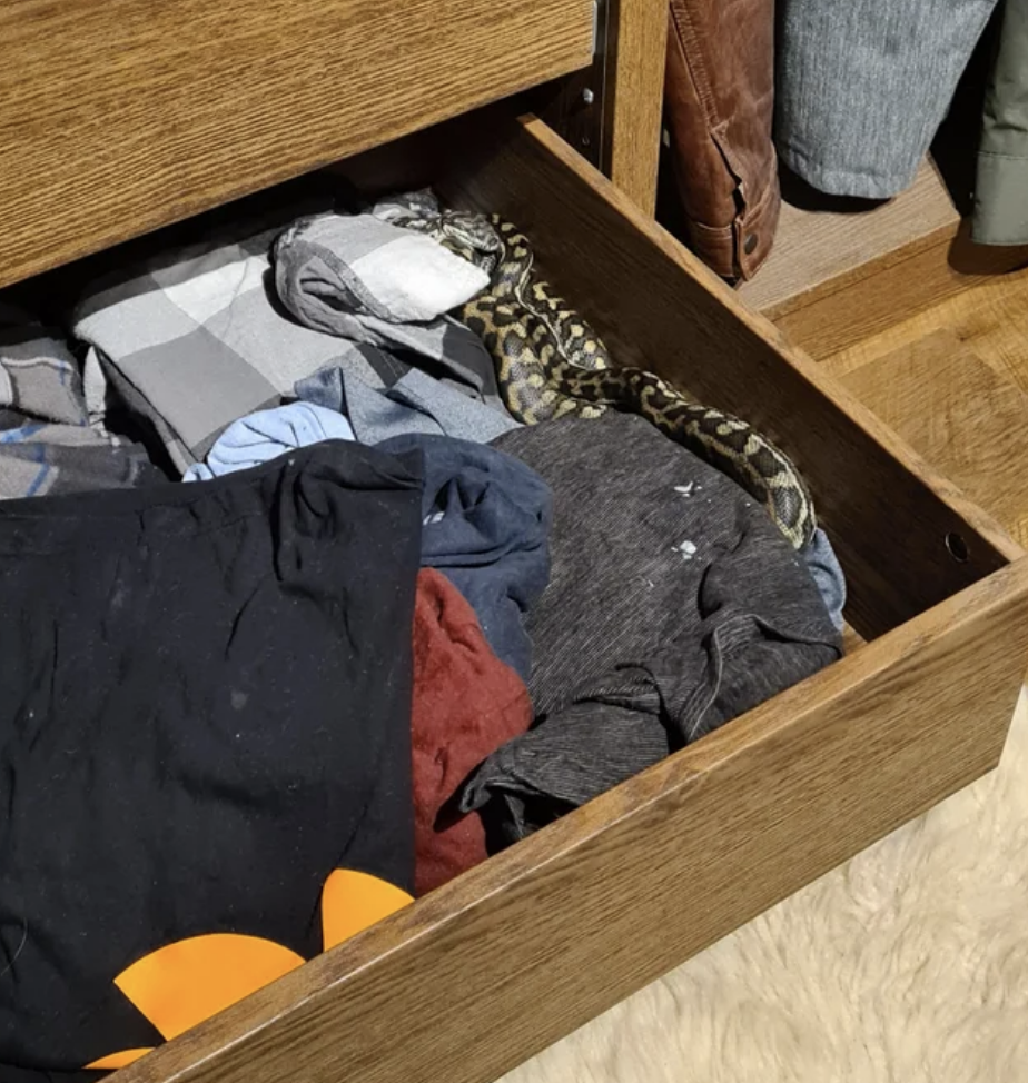 snake in a drawer of clothes
