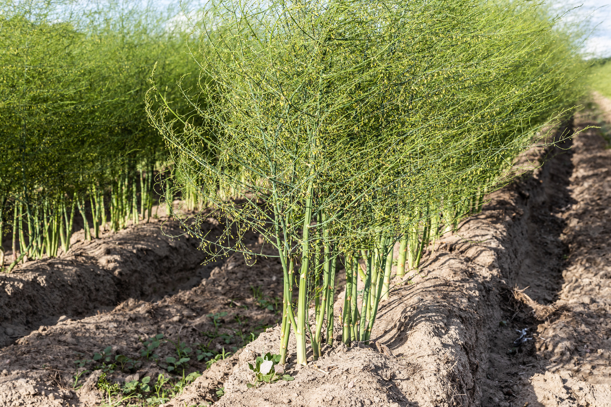 An asparagus field