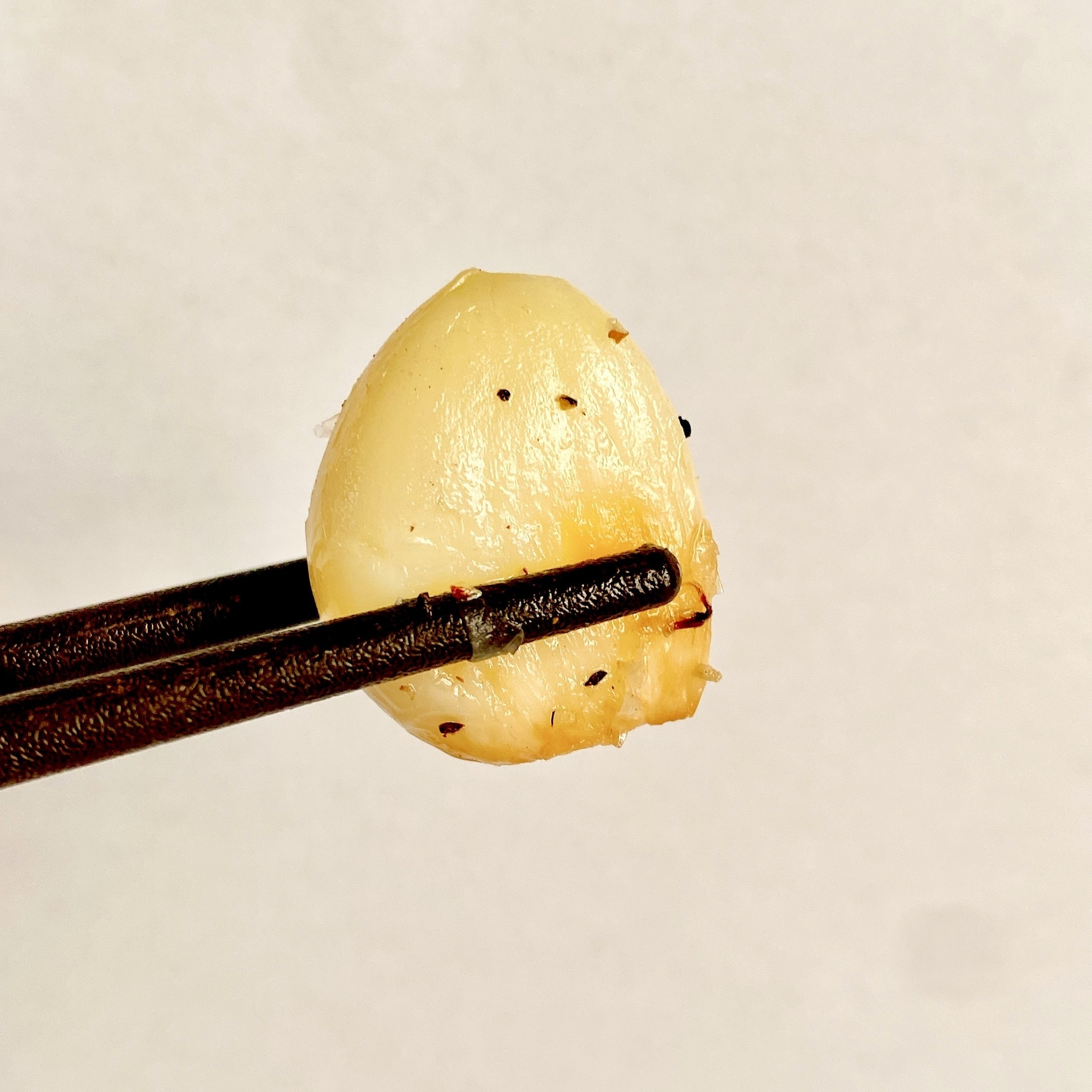 セブン‐イレブンのオススメの冷凍食品「7プレミアム 砂肝焼き」