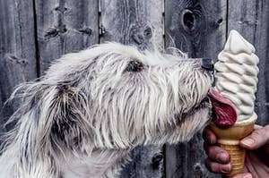 Dog licking ice cream cone