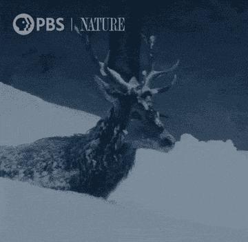 A deer walking through the snow