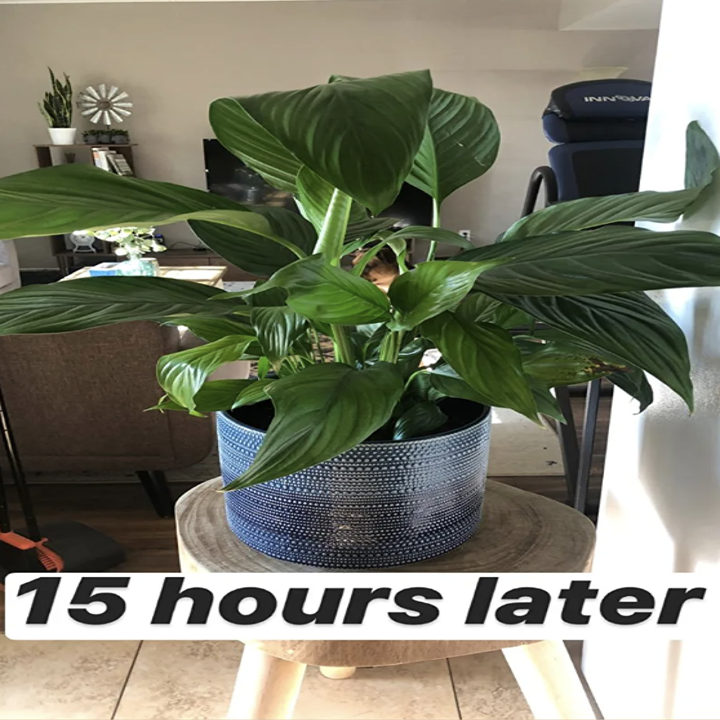 after showing the same plant vibrant and bright green