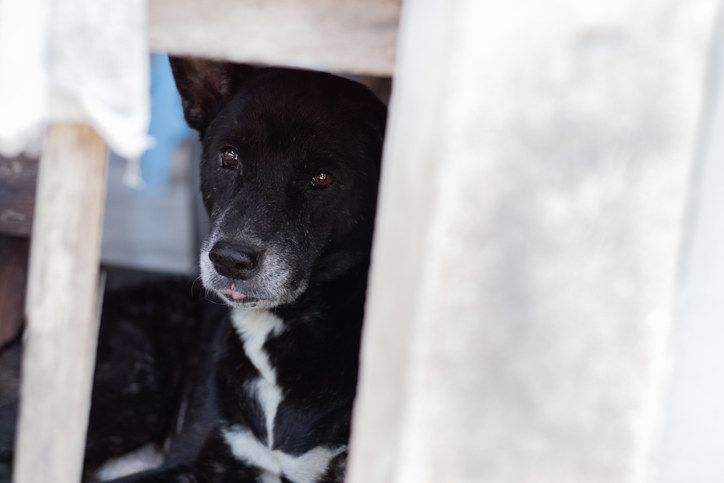 A dog under a table