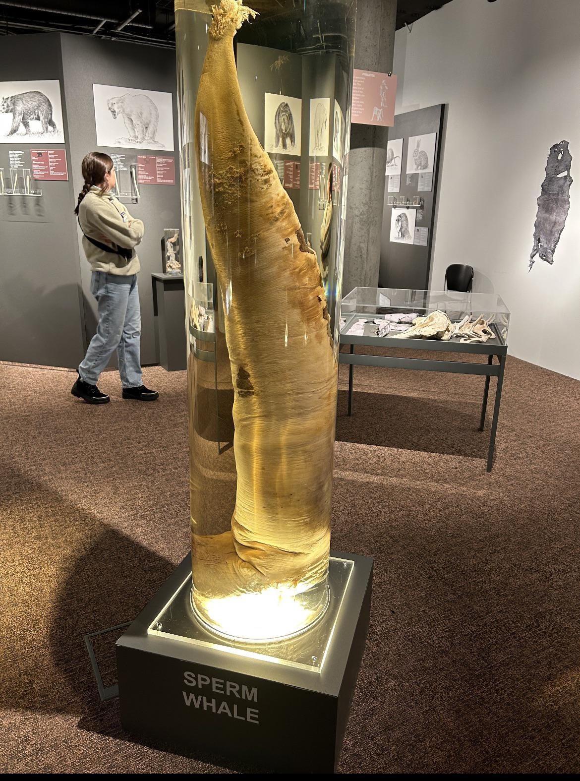 A sperm whale penis behind glass in a museum that&#x27;s taller than a woman standing nearby