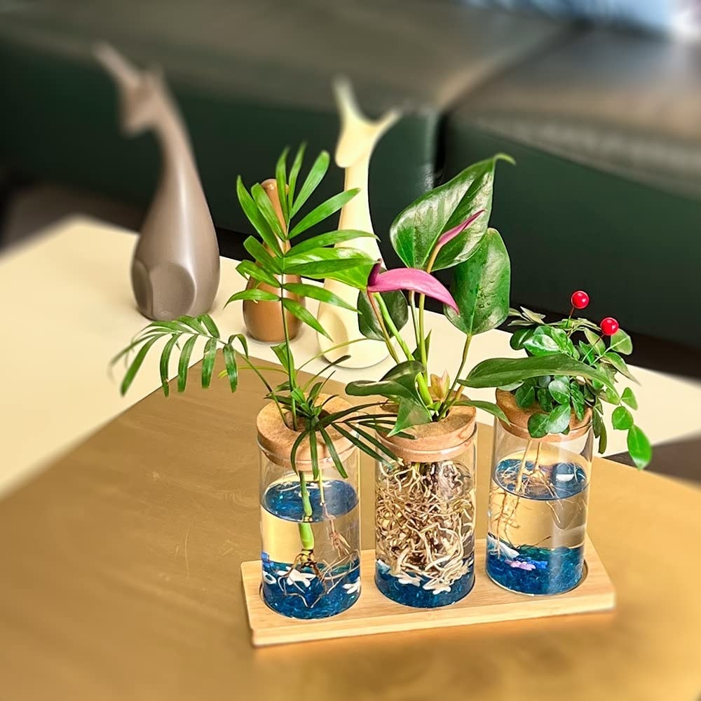 The three propagation vases with plants in them on their bamboo base