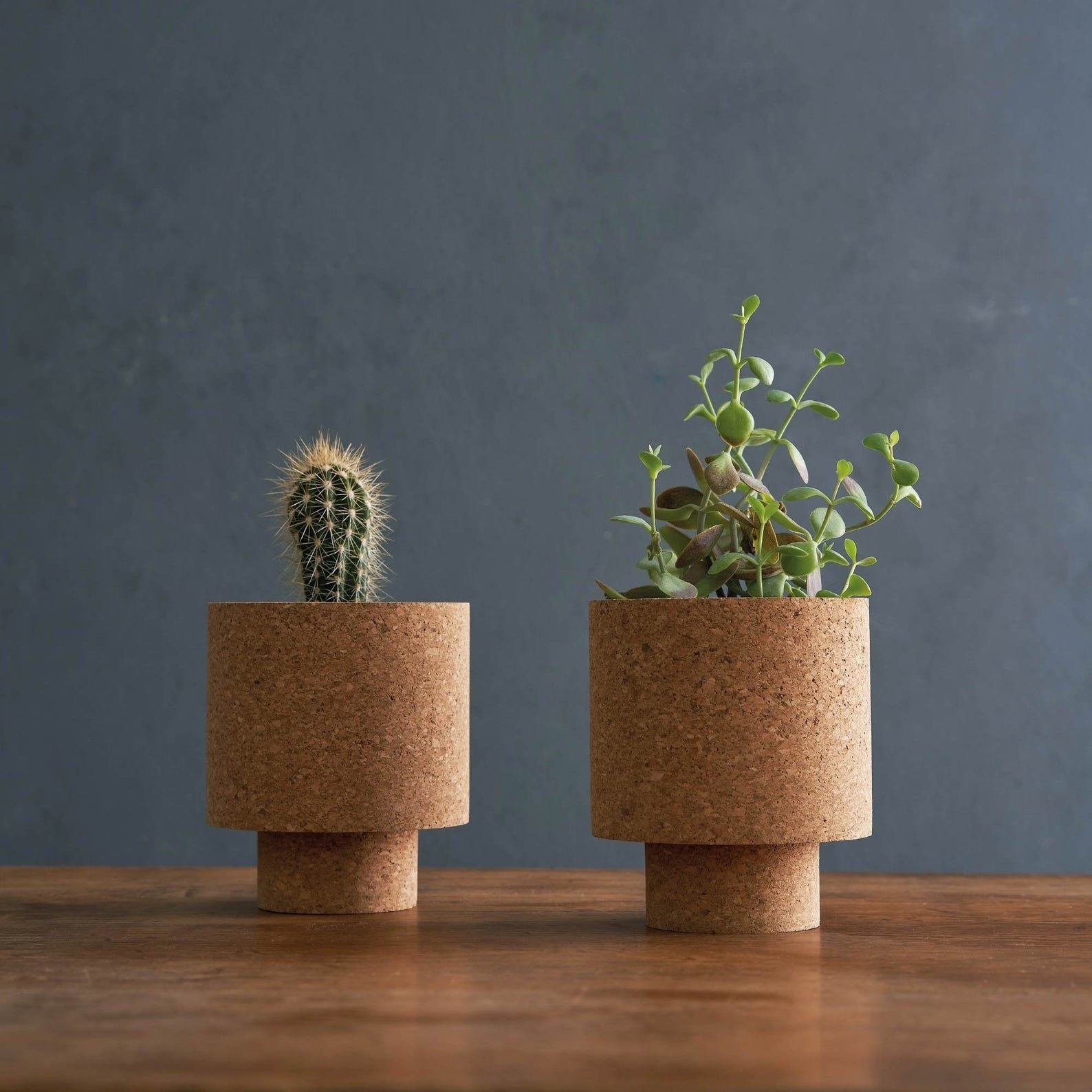 two cylinder-style cork planters with succulent plants in them