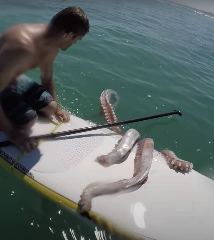 Squid tentacles going across a surfboard with a man on it