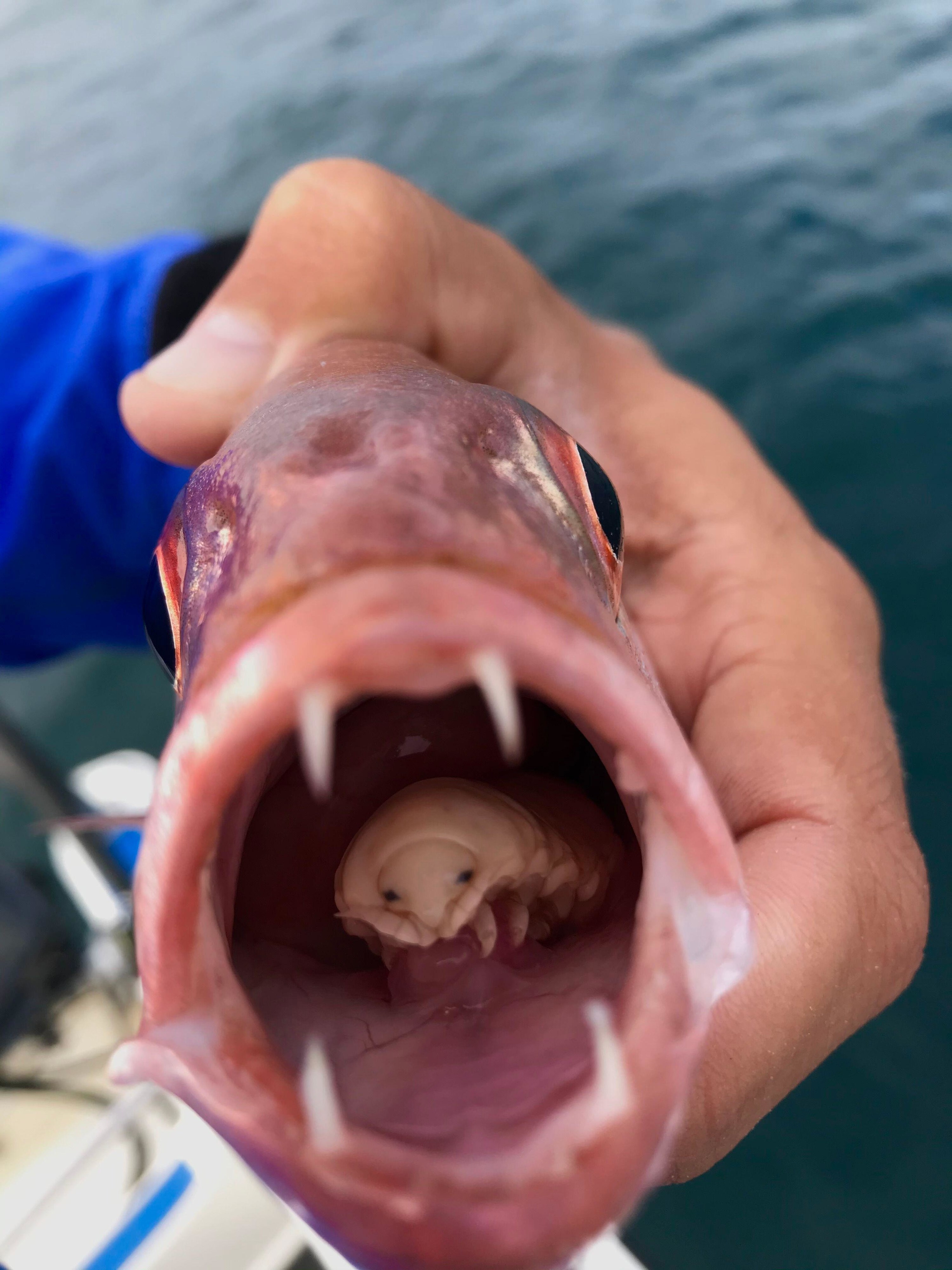 A large louse inside a fish&#x27;s mouth where its tongue should be