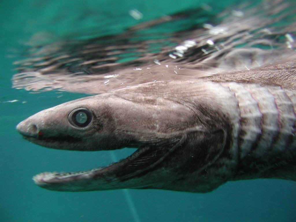 A &quot;smiling&quot; shark in the water