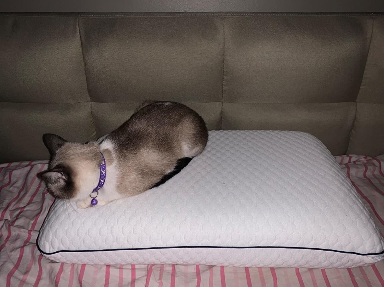 Reviewer&#x27;s photo of their cat lounging on the pillow