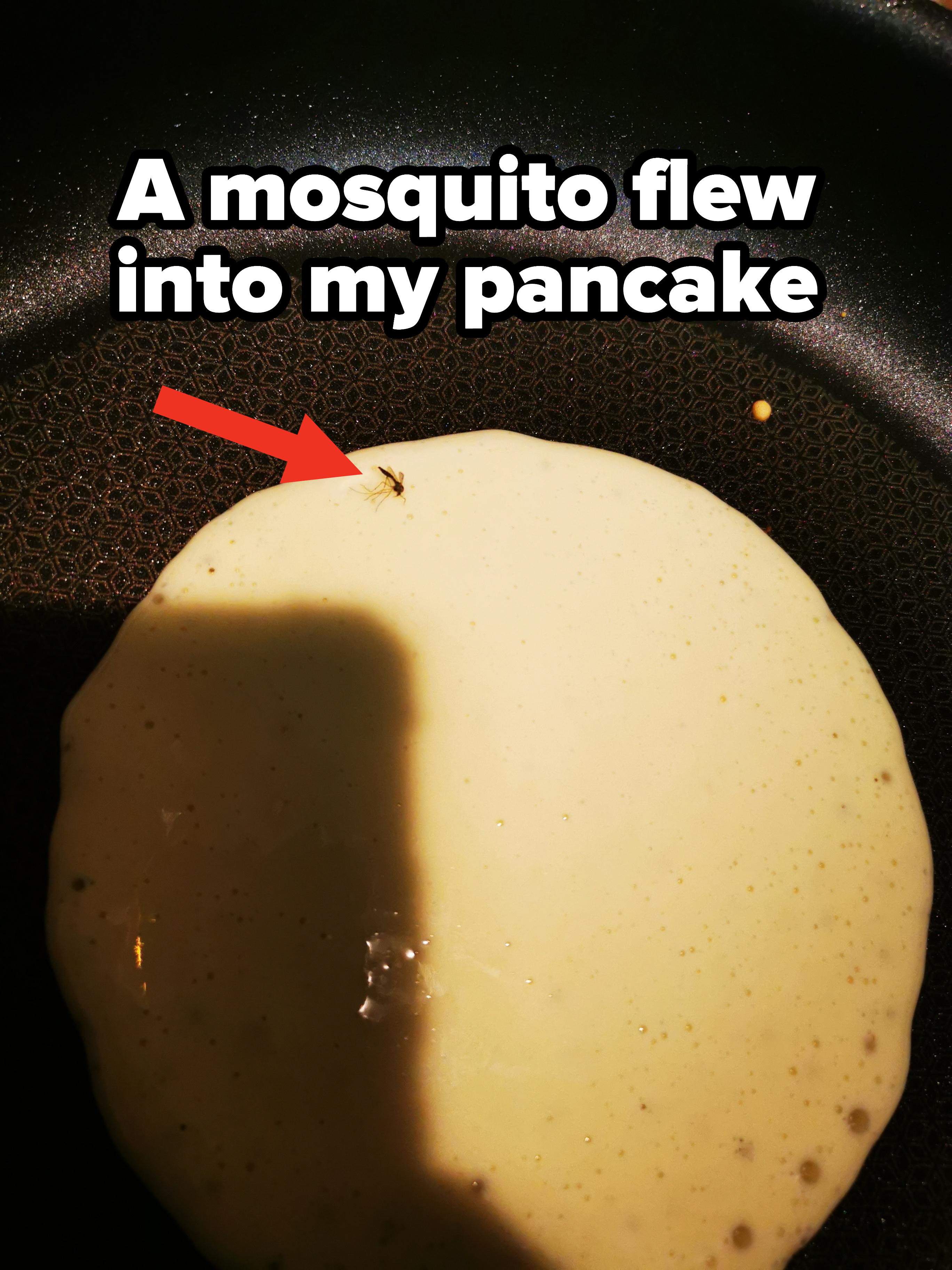 Mosquito that flew into pancake batter