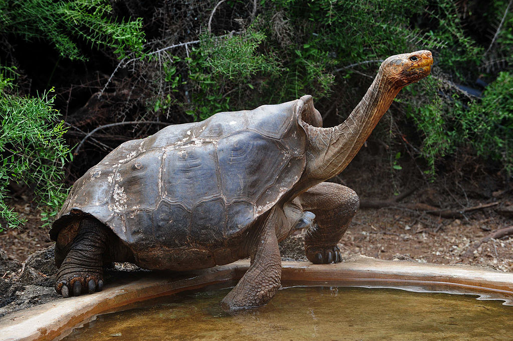 A large tortoise