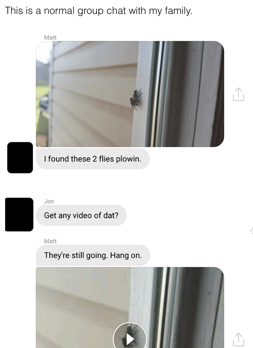 A family group chat includes a man sending a photo of two flies having sex, another man asks if he has video, and the first man indeed sends a video of it