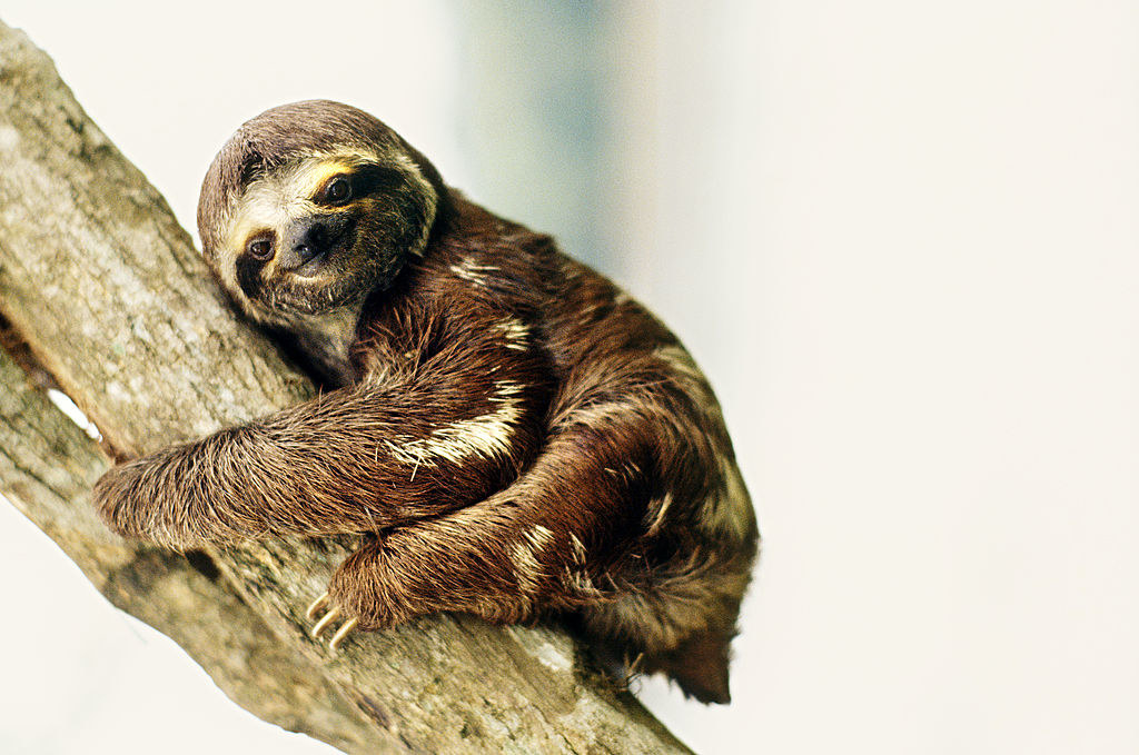 A sloth in a tree