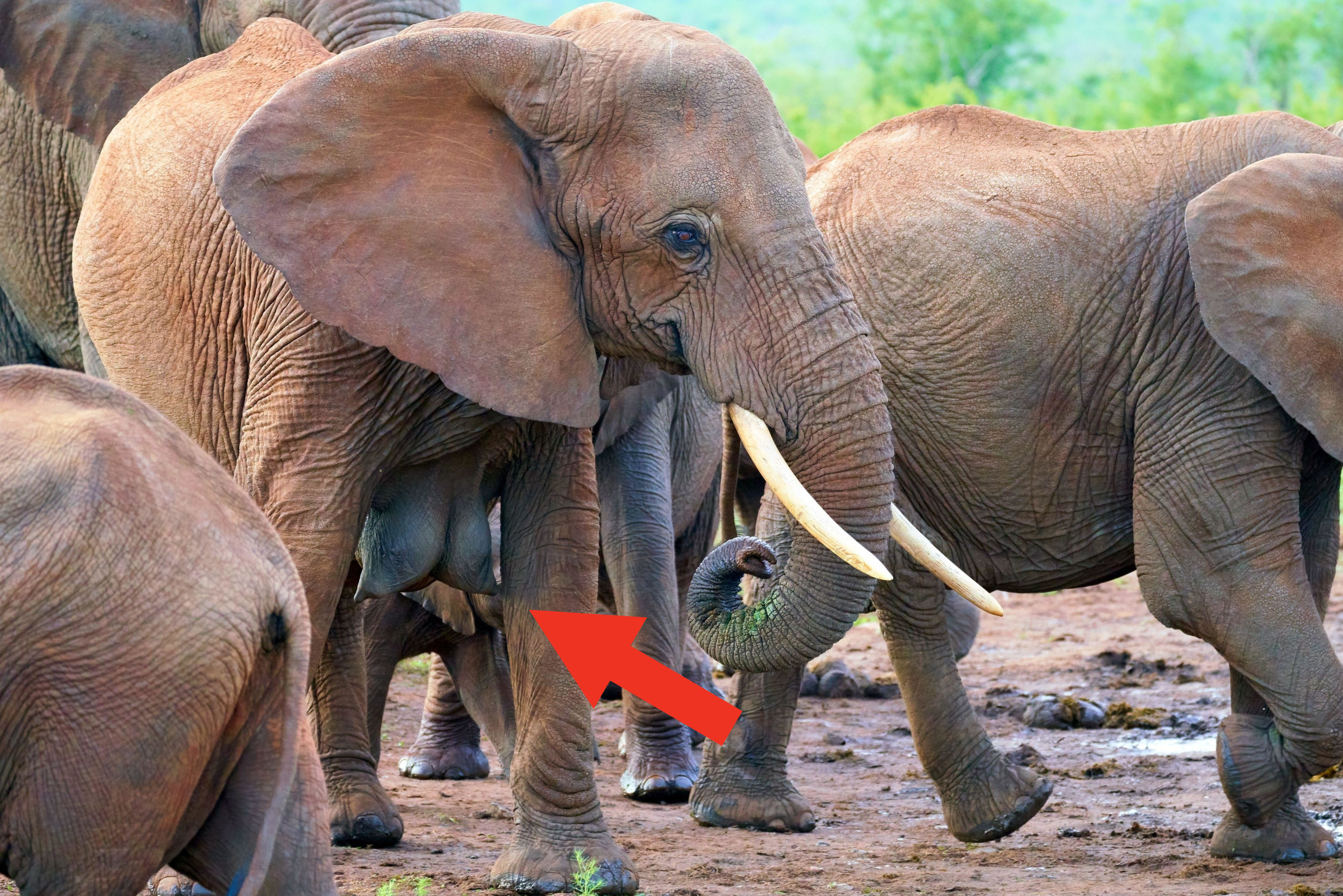 Arrow pointing to an elephant&#x27;s two hanging udders