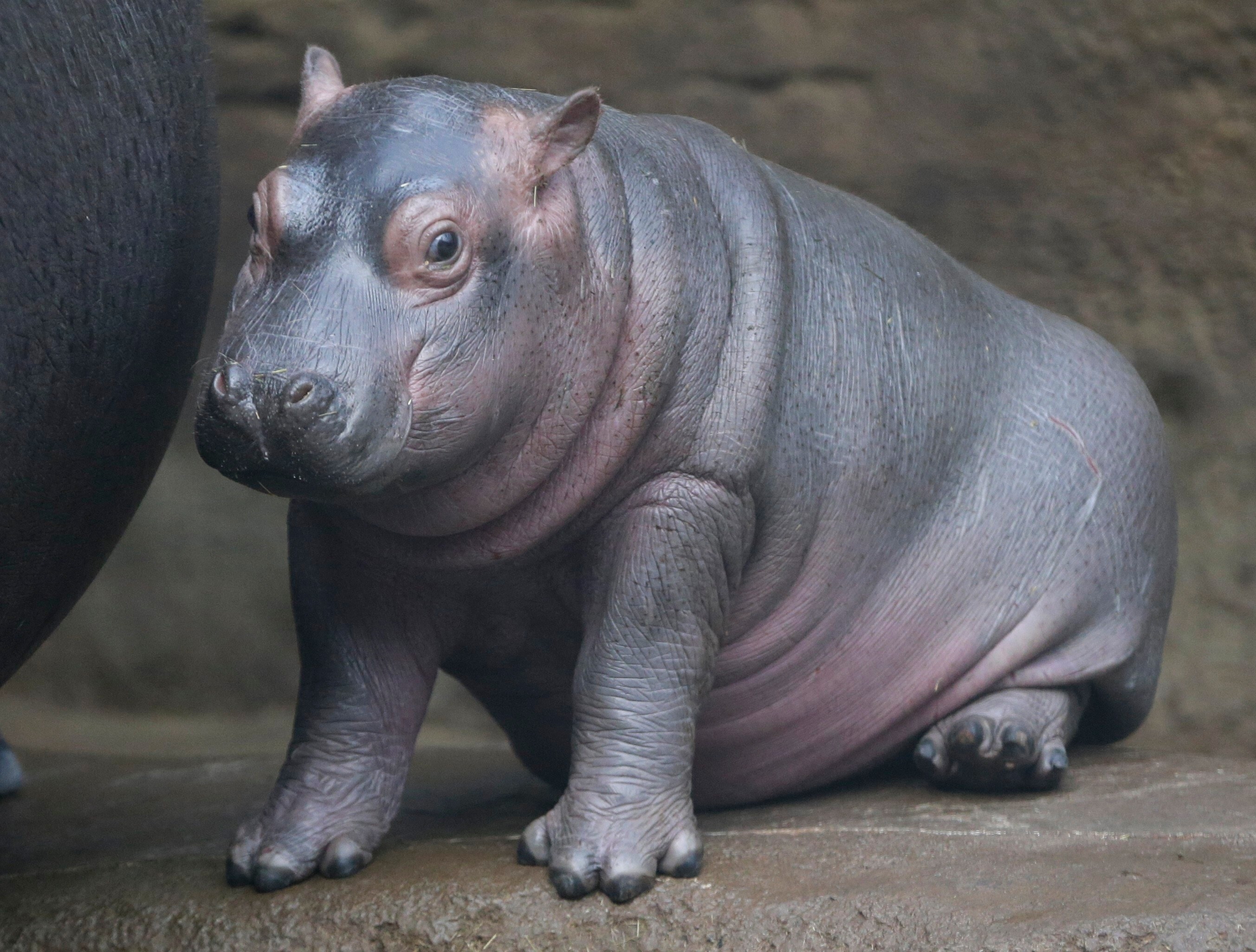 A cute little hippo with many skin folds